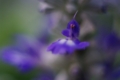 [秋葉原][【obj】植物][*MACRO撮影][RICOH XR RIKENON 50mm F2]サルビアの花を接写リングを使ってマクロ撮りしてみた