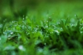 [【obj】街撮り][【sce】雨景][【obj】植物][DA ★50-135mm F2.8]夏至に一年で一番長き雨