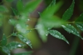 [【obj】街撮り][【sce】雨景][【obj】植物][DA ★50-135mm F2.8]