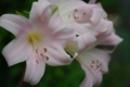 [秋葉原][【obj】花撮り][*MACRO撮影][PENTAX-M 50mm F4 MACRO]