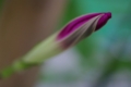 [秋葉原][【obj】花撮り][*MACRO撮影][PENTAX-M 50mm F4 MACRO]