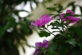 [錦糸町][SIGMA 18-200mm F3.5-6.3]