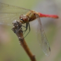 [【obj】街撮り][【obj】昆虫][TAMRON SP AF28-75mm F2.8]冬の虫風に隠れる処なく