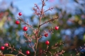 [【obj】街撮り][【obj】植物][PENTAX-M 50mm F4 MACRO]