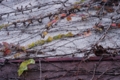 [【obj】街撮り][【obj】植物][PENTAX-M 50mm F4 MACRO]