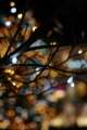 [【obj】街撮り][【sce】夜景][ｲﾙﾐﾈｰｼｮﾝ][PENTAX-M 50mm F4 MACRO]