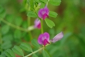 [PENTAX-M 50mm F4 MACRO][丸の内][皇居][【obj】花撮り]