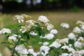 [PENTAX-M 50mm F4 MACRO][丸の内][皇居][【obj】花撮り]