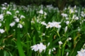 [PENTAX-M 50mm F4 MACRO][日比谷公園][【obj】花撮り]