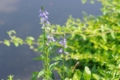 [浜離宮恩賜庭園][PENTAX-M 50mm F4 MACRO][【obj】花撮り]