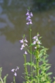 [浜離宮恩賜庭園][PENTAX-M 50mm F4 MACRO][【obj】花撮り]