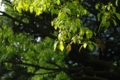 [浜離宮恩賜庭園][FA 24-90mm F3.5-4.5][【obj】植物]