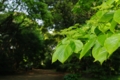 [浜離宮恩賜庭園][FA 24-90mm F3.5-4.5][【obj】植物]