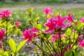 [浜離宮恩賜庭園][PENTAX-M 50mm F4 MACRO][【obj】花撮り]