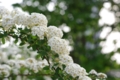 [浜離宮恩賜庭園][PENTAX-M 50mm F4 MACRO][【obj】花撮り]