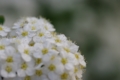 [浜離宮恩賜庭園][PENTAX-M 50mm F4 MACRO][【obj】花撮り]