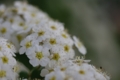 [浜離宮恩賜庭園][PENTAX-M 50mm F4 MACRO][【obj】花撮り]