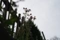 [秋葉原][花撮り]