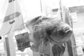 [秋葉原][夜撮り][Monochrome]