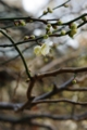 [湯島][神社仏閣][【obj】花撮り][PENTAX-M 50mm F4 MACRO]