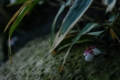 [湯島][神社仏閣][【obj】花撮り][PENTAX-M 50mm F4 MACRO]