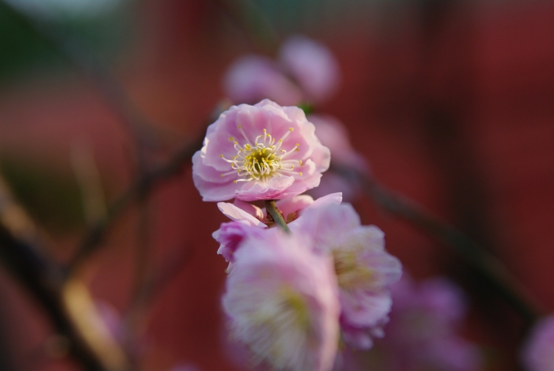 [TAMRON SP AF28-75mm F2.8][神田][神田明神][神社仏閣][【obj】花撮り]