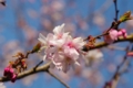 [【obj】花撮り][旧芝離宮庭園][TAMRON SP AF28-75mm F2.8]