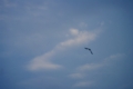 [DA L 50-200mm F4-5.6]夏逝くや鳥は振り向くこともなく