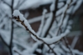 [PENTAX-M 50mm F4 MACRO][雪景色]