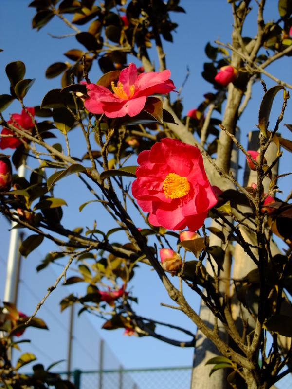 [街撮り][花撮り]
