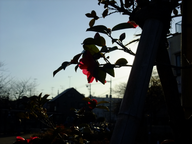 [街撮り][花撮り]