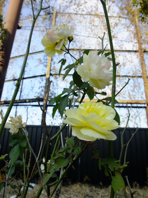 [街撮り][花撮り]