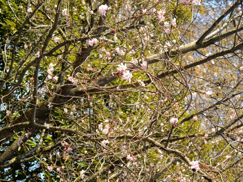 [街撮り][花撮り]