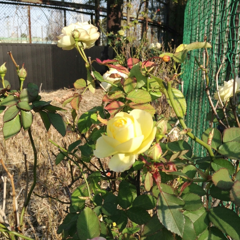 [街撮り][花撮り]