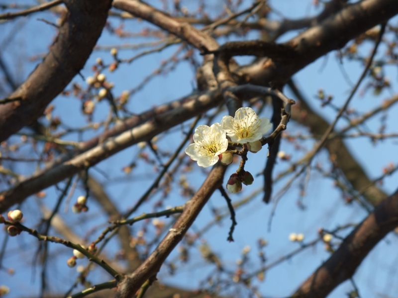 [街撮り][花撮り]