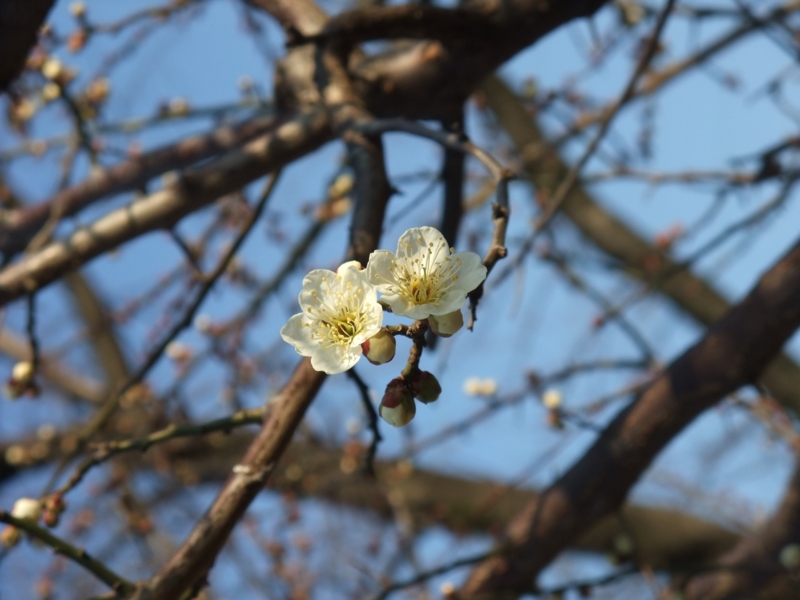 [街撮り][花撮り]