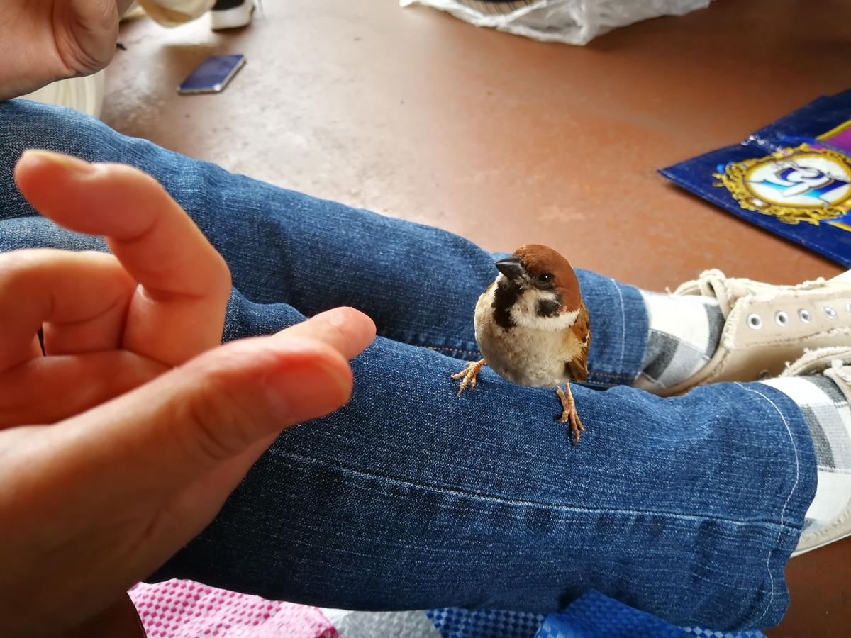 f:id:plusai:20190530161649j:plain