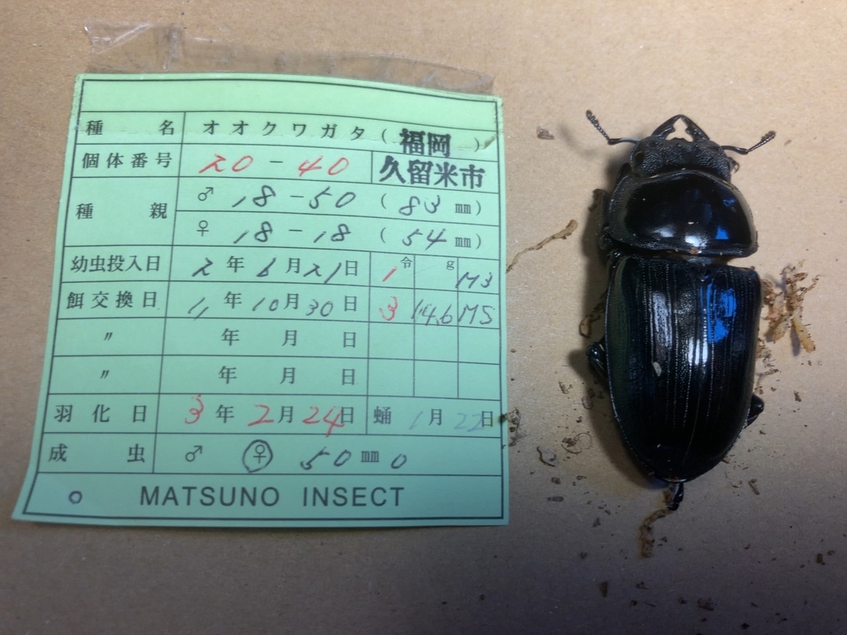 f:id:pluto_serika:20220108113912j:plain