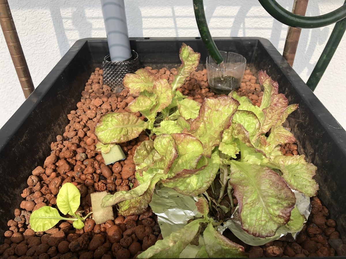 f:id:pnch:20210726083720j:plain