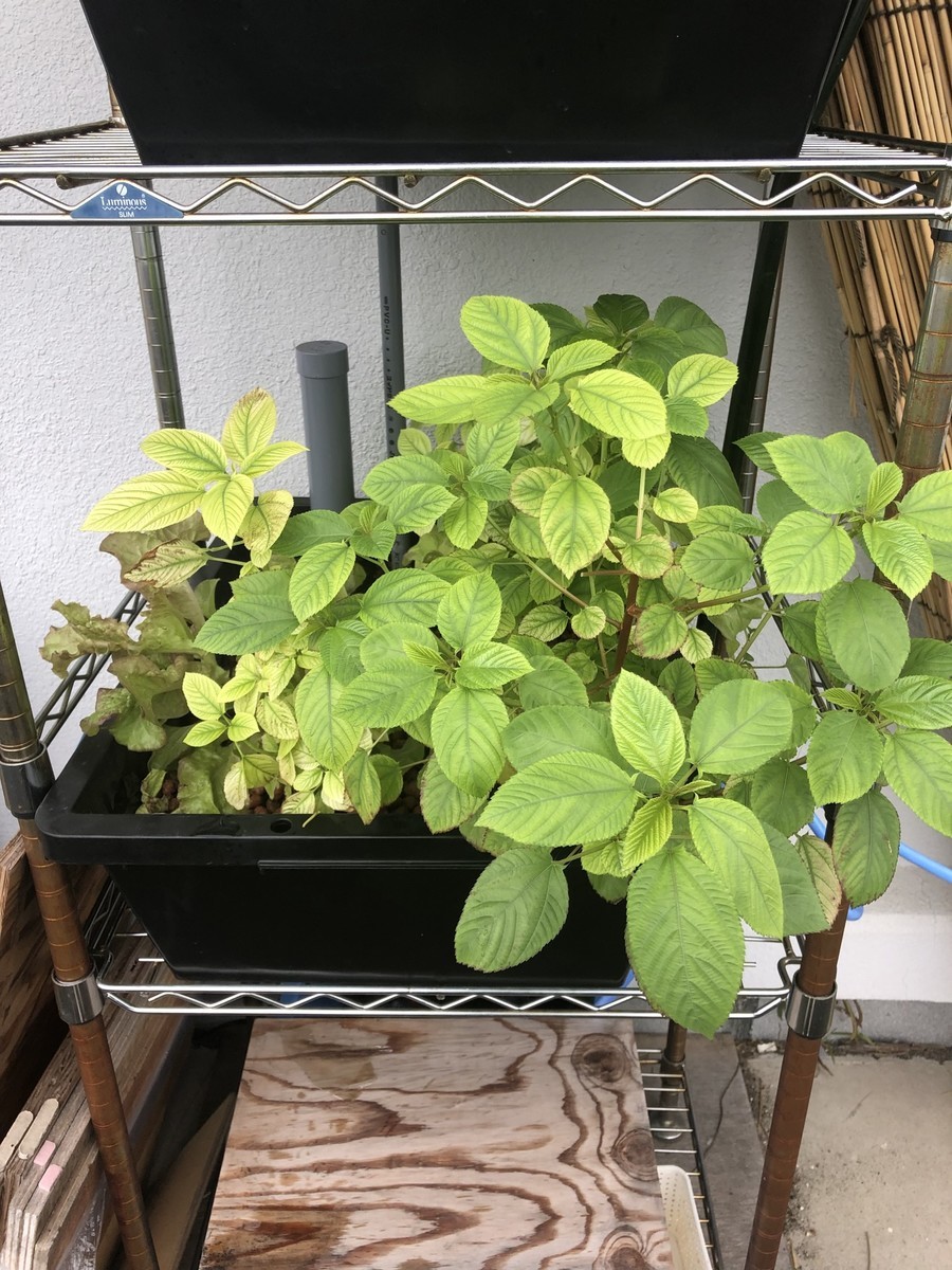 f:id:pnch:20210904083854j:plain