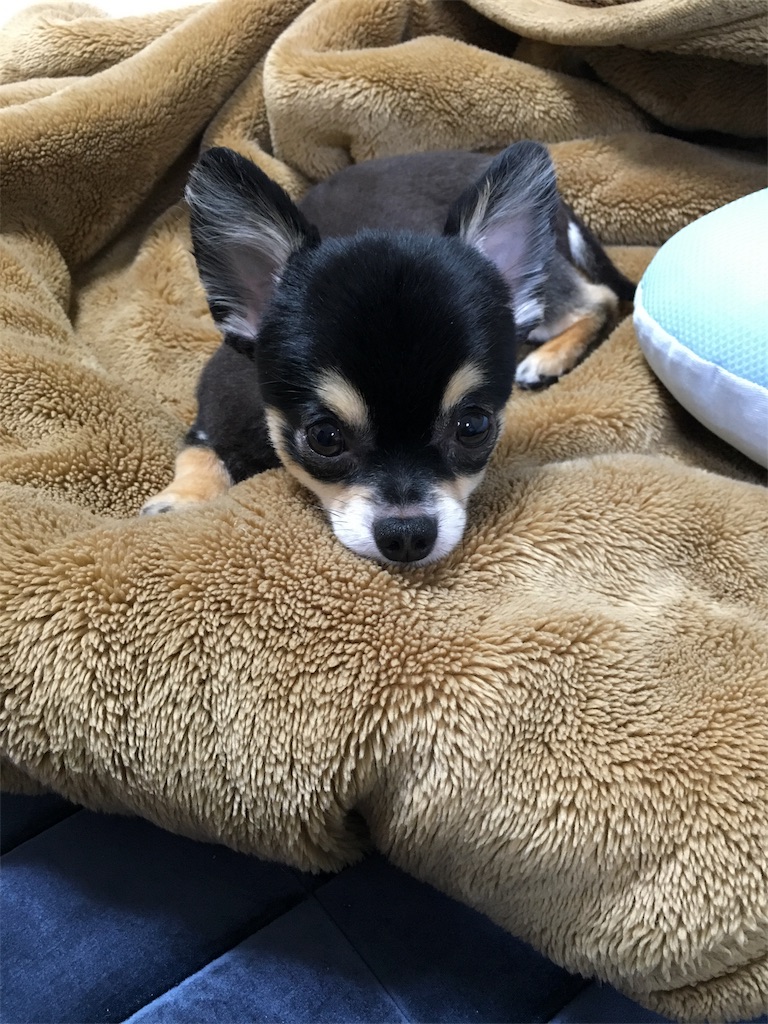 f:id:pnsk:20180707185142j:image