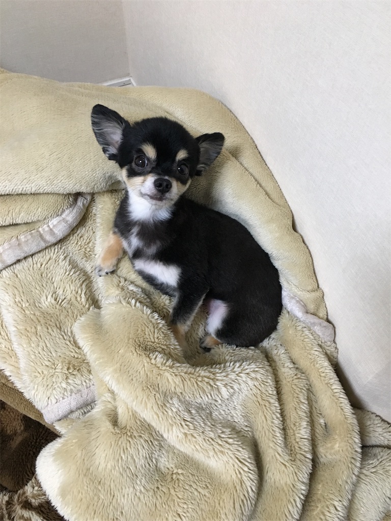 f:id:pnsk:20180707185215j:image