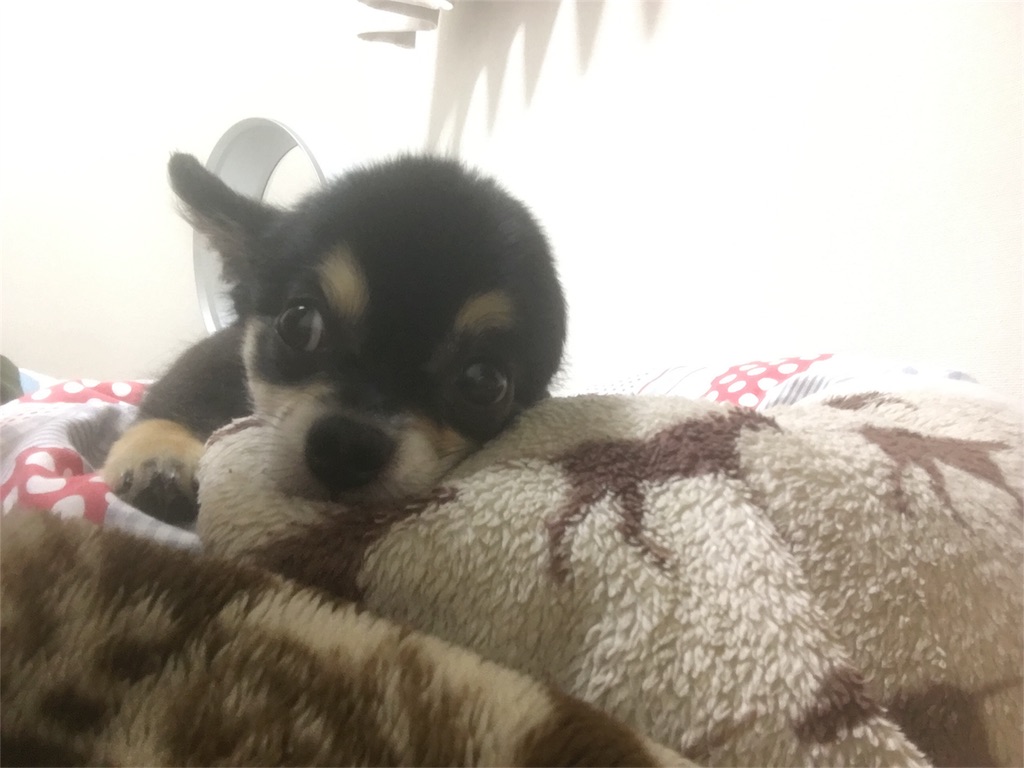 f:id:pnsk:20181022033153j:image