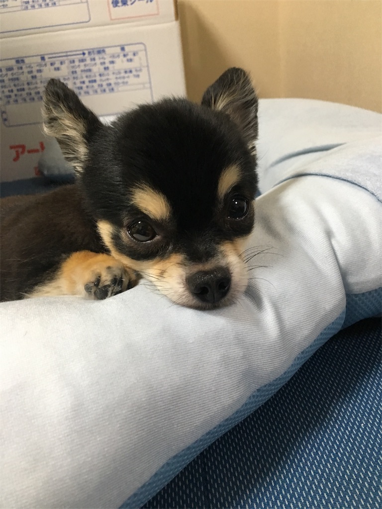 f:id:pnsk:20181022033259j:image