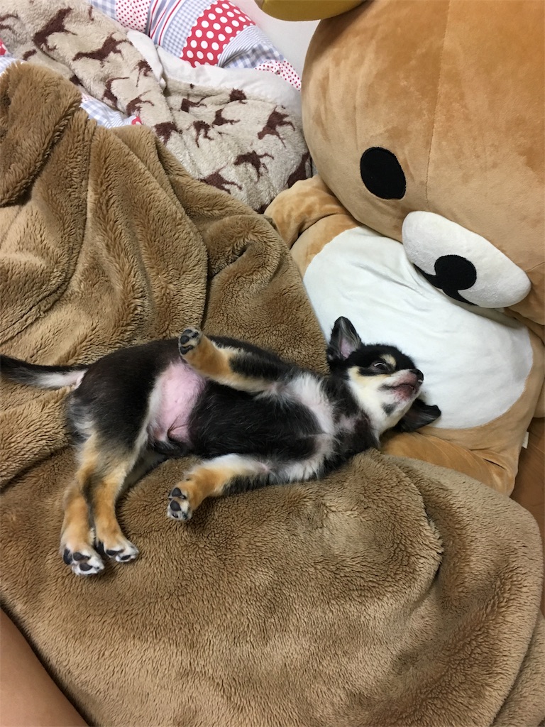 f:id:pnsk:20181022033337j:image
