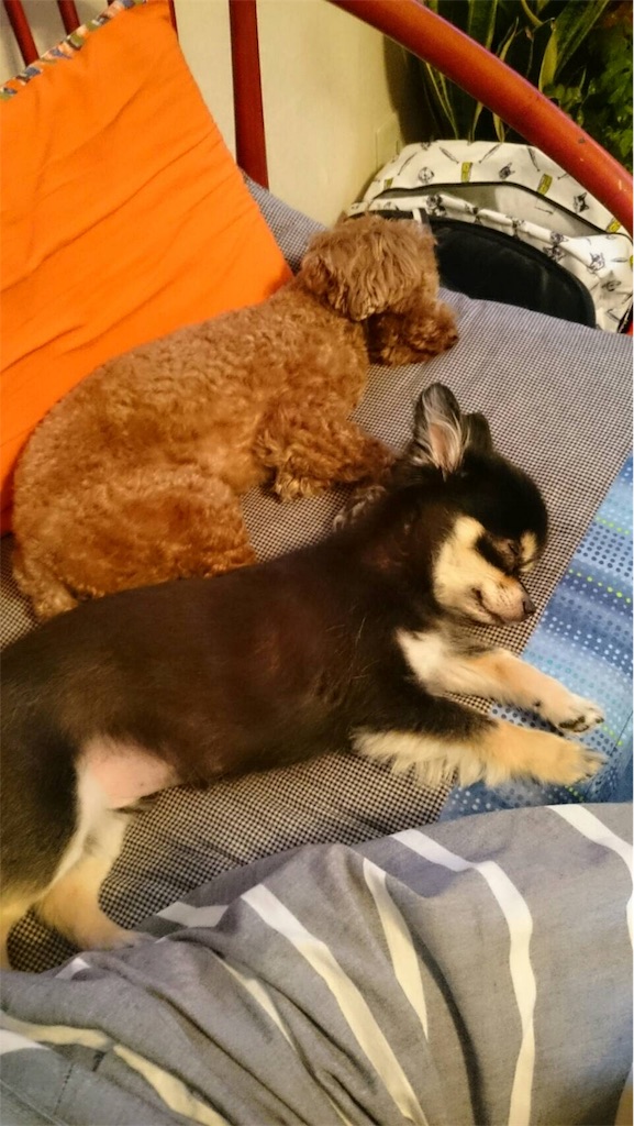 f:id:pnsk:20181023020108j:image