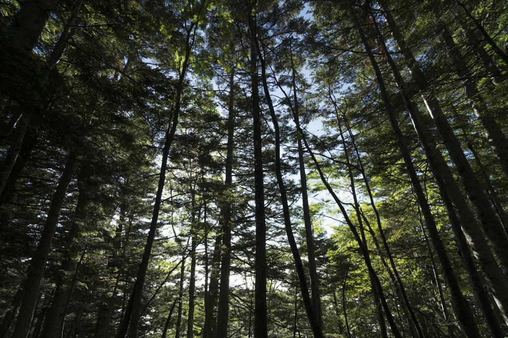 f:id:poQQun:20180712010024j:plain