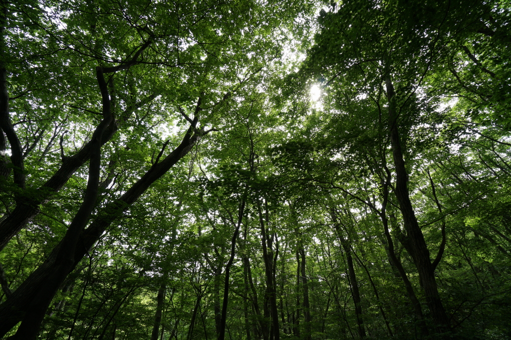 f:id:poQQun:20190618204544j:plain