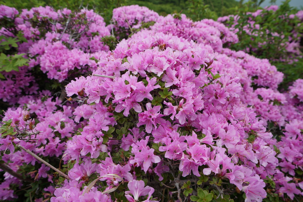 f:id:poQQun:20190618205632j:plain