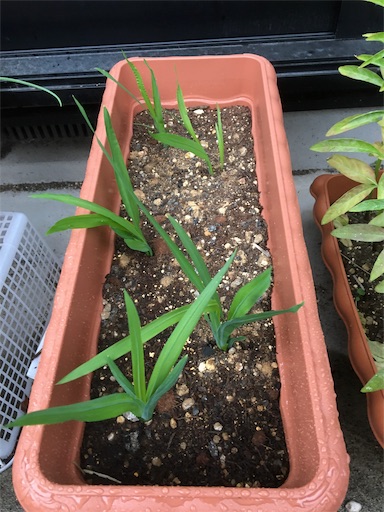 f:id:poalgarden87:20191202155556j:image f:id:poalgarden87:20191202155556j:image